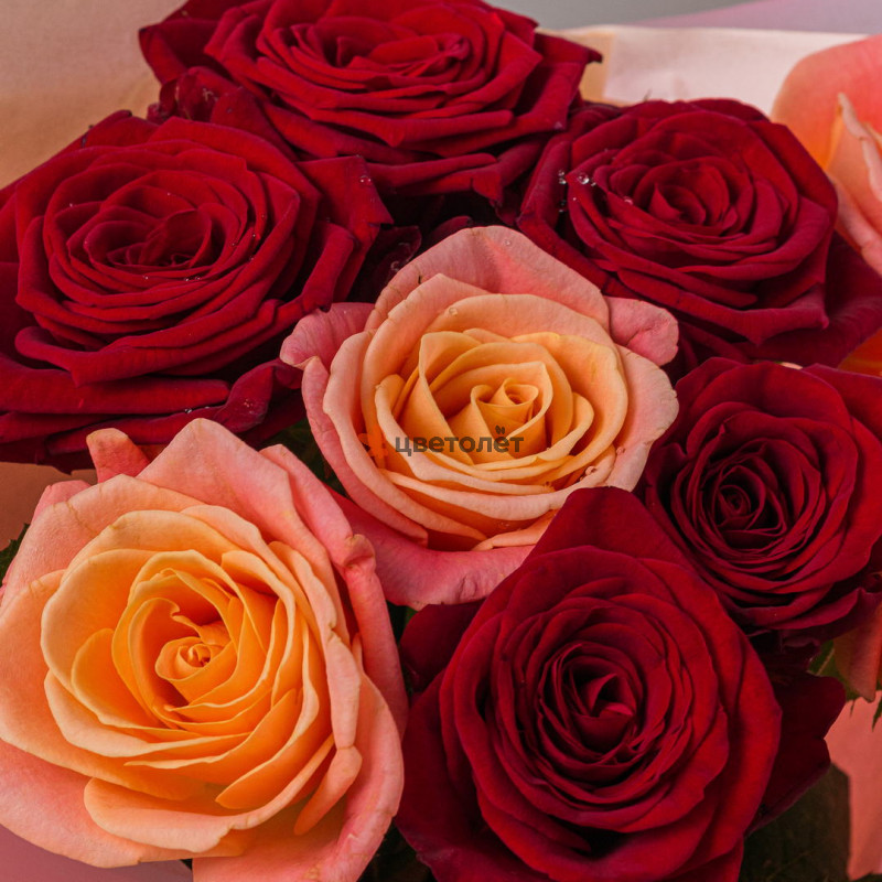 Микс роз персиковые+красные 9шт